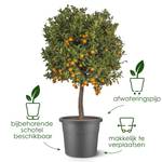 algarve cilindro 25cm paddenstoel beige